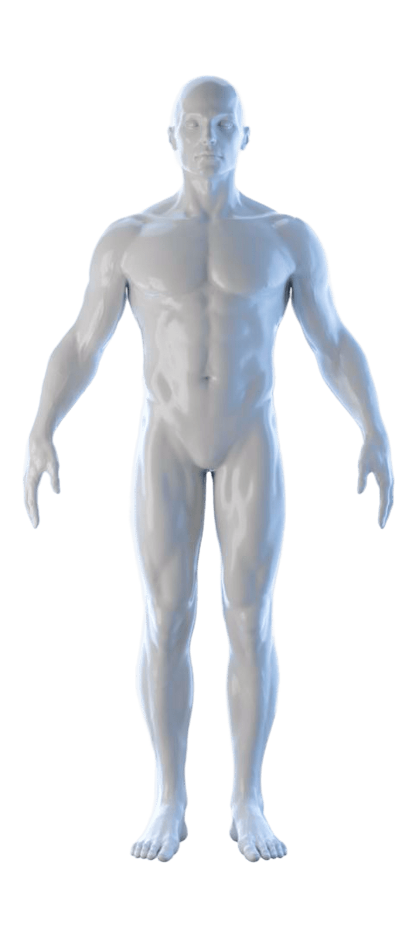 Human Anatomy Model